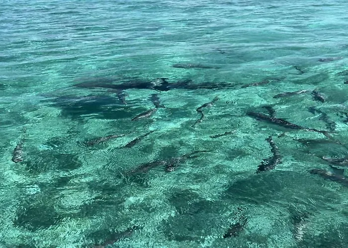 Residences At Barrier Reef 1-2c Oceanfront 2 Bedroom By Floreo San Pedro (Ambergris Caye)